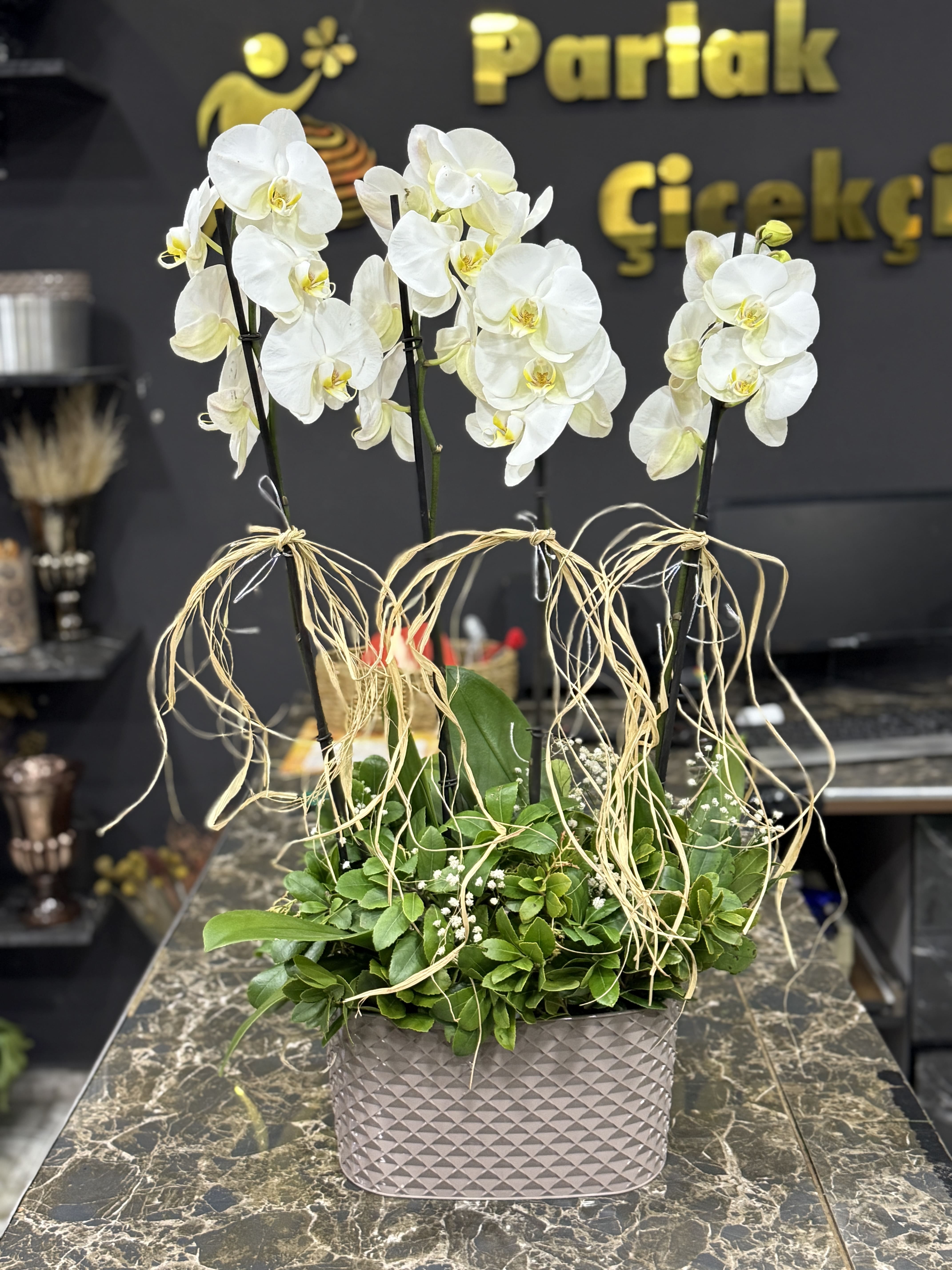 4 Dall Phalaenopsis Grup Orkide Aranjman