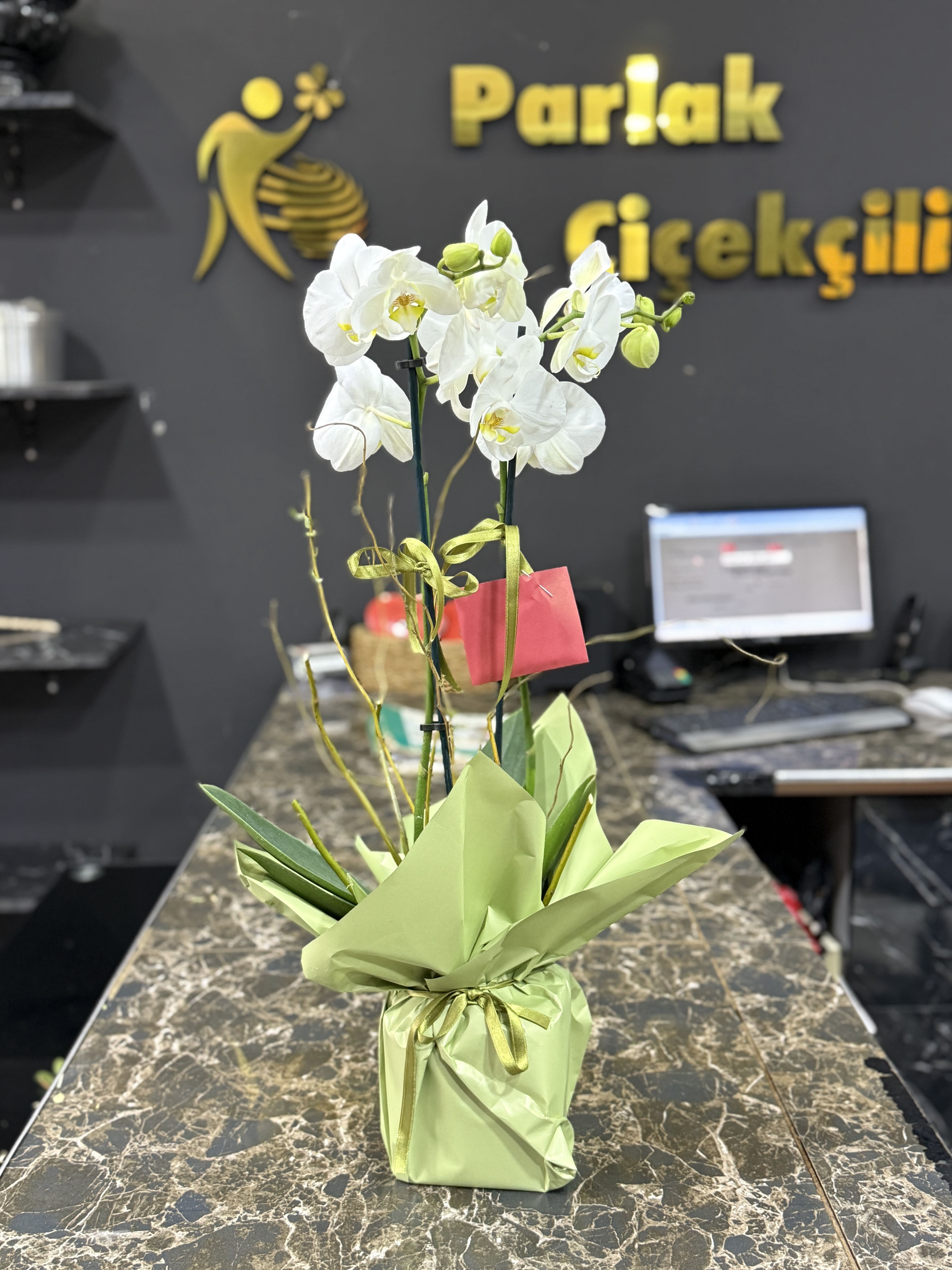 ift Dall thal Phalaenopsis Orkide