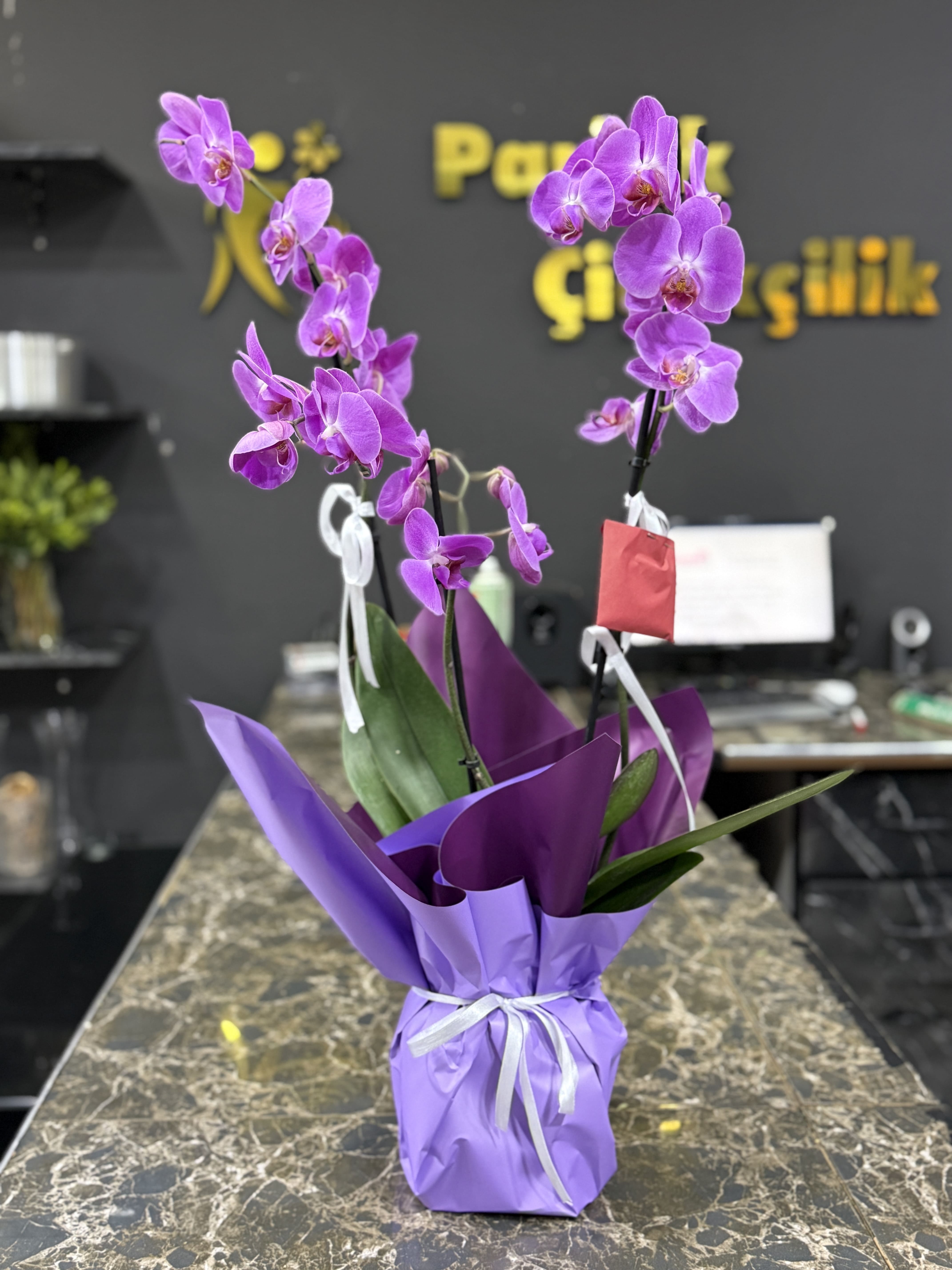 ift Dall Mor Orkide Phalaenopsis