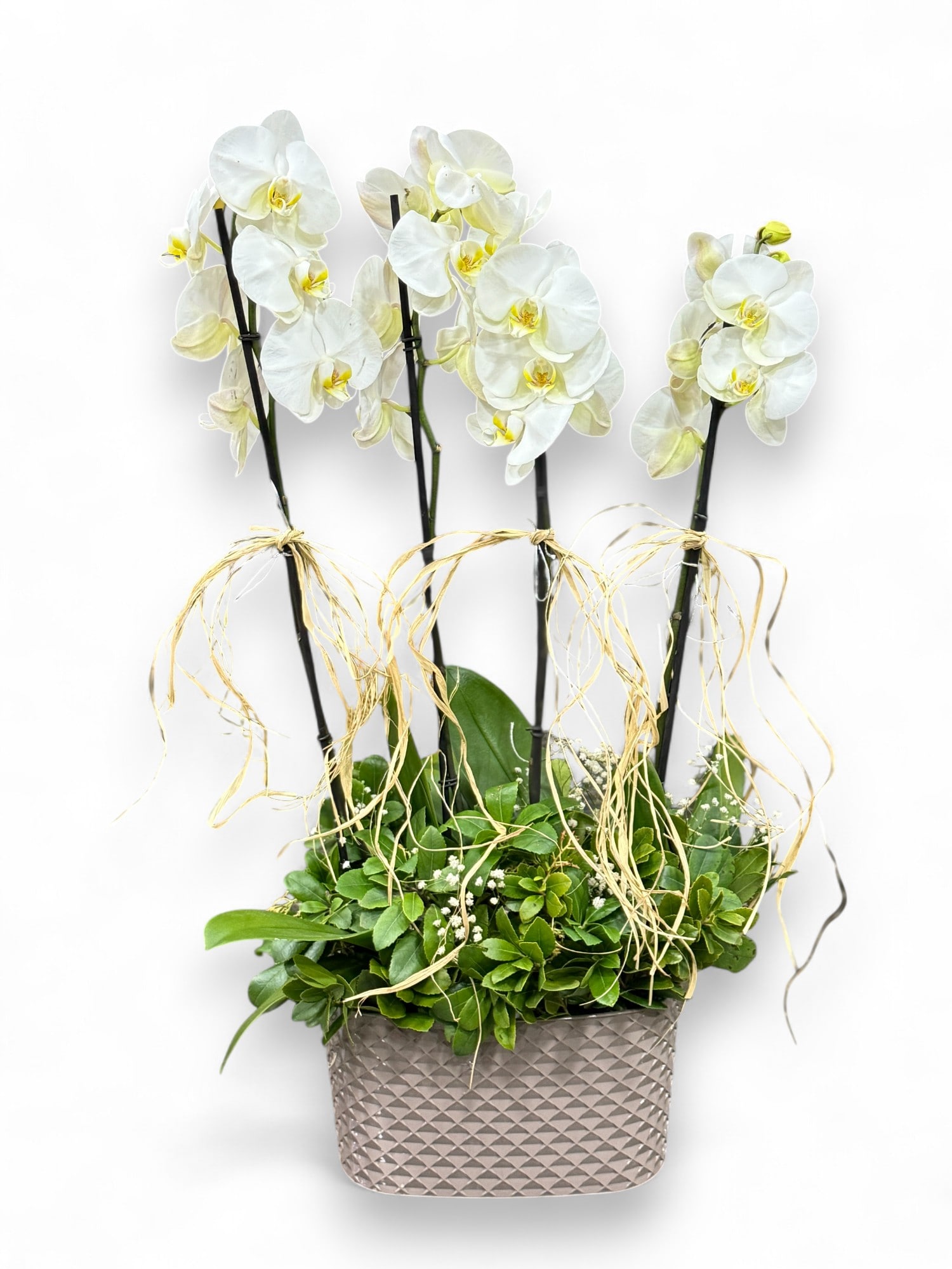 4 Dall Phalaenopsis Grup Orkide Aranjman