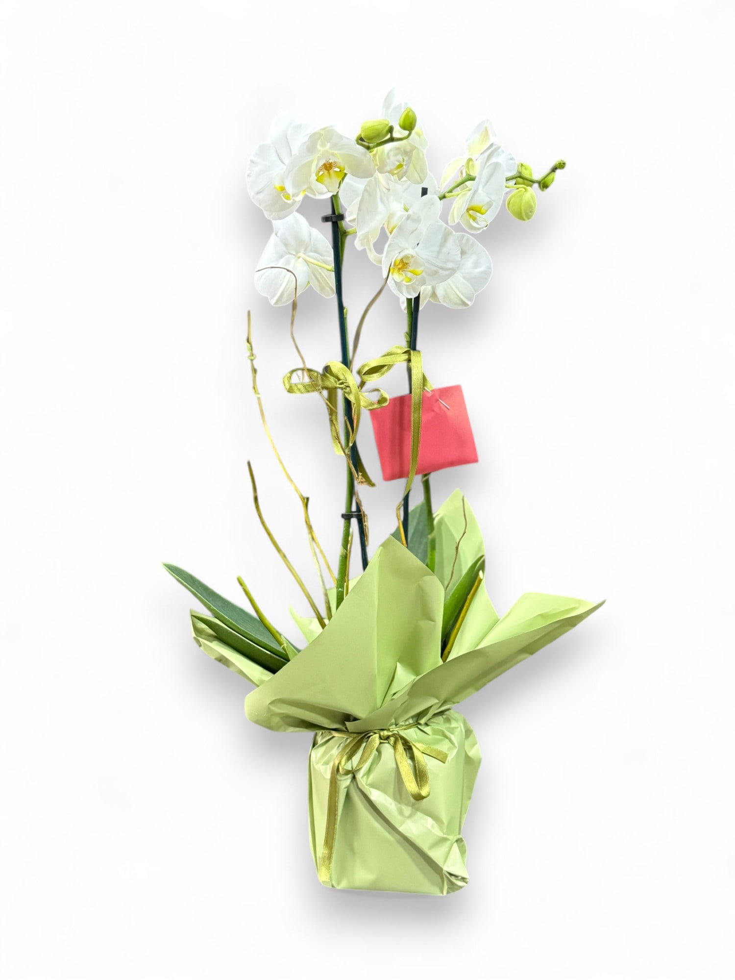 ift Dall thal Phalaenopsis Orkide