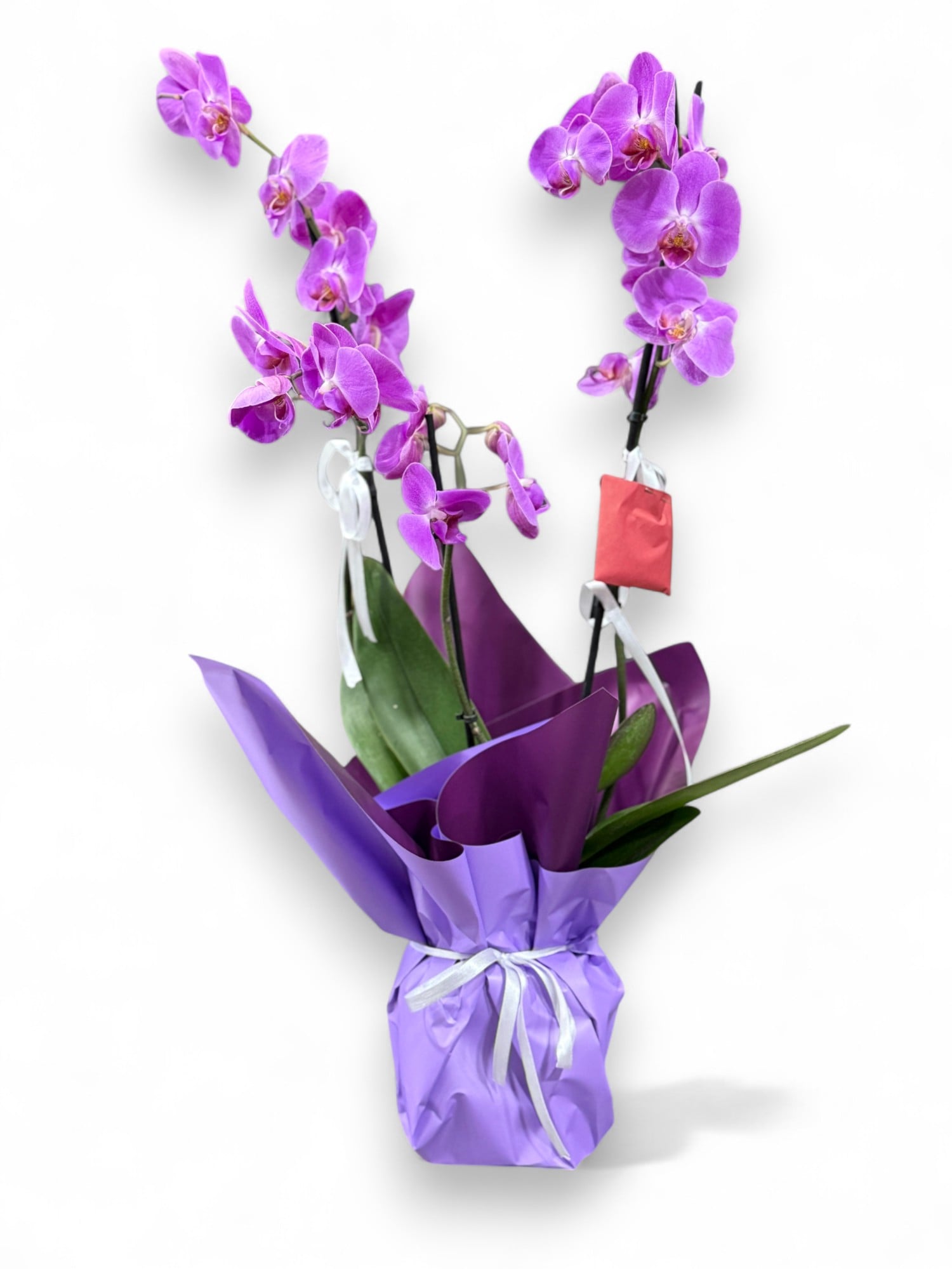 ift Dall Mor Orkide Phalaenopsis